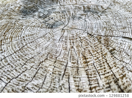 Detailed view of tree rings depicting age and growth patterns in a natural setting 129881258