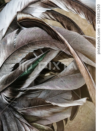 The intricate arrangement of textured rooster feathers shows natural patterns and colors in close-up The intricate arrangement of textured rooster feathers shows natural patterns and colors in close-up 129881260