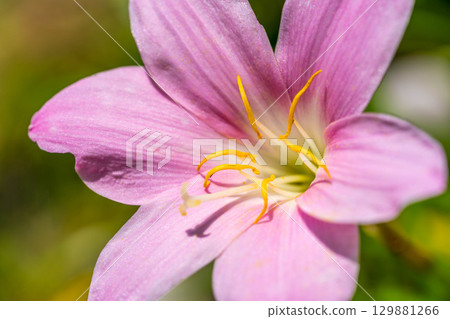 Early summer colors ~Zephyranthes carinata~ Early summer colors ~Zephyranthes carinata~ 129881266