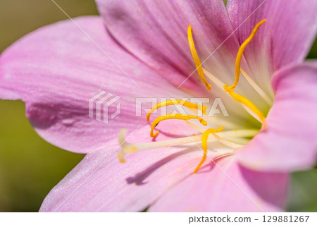 Early summer colors ~Zephyranthes carinata~ 129881267