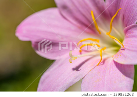 初夏的色彩~Zephyranthes carinata~ 初夏的色彩~Zephyranthes carinata~ 129881268