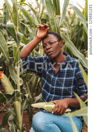 Young african farmer woman holding corn cob and wiping sweat from forehead in cultivated cornfield 129881281