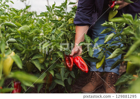 Farmer harvesting red peppers in greenhouse 129881295