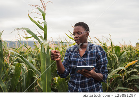 African american female farmer inspecting corn crops using digital tablet African american female farmer inspecting corn crops using digital tablet 129881297