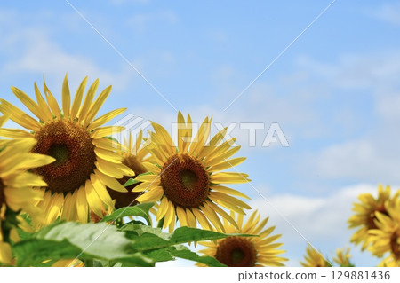 Sunflowers blooming with vigor make you feel refreshed Sunflowers blooming with vigor make you feel refreshed 129881436