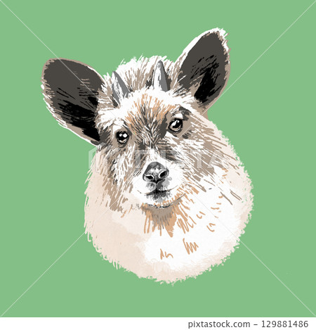 羚羊的正面 129881486