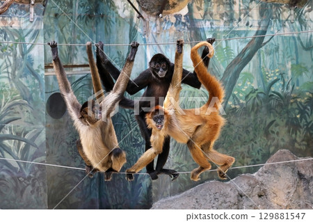 三隻蜘蛛猴走鋼絲 129881547