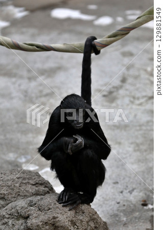 黑蜘蛛猴坐在岩石上 129881549
