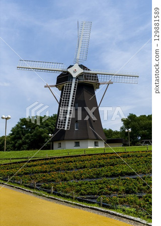 Flower field and windmill 129881589