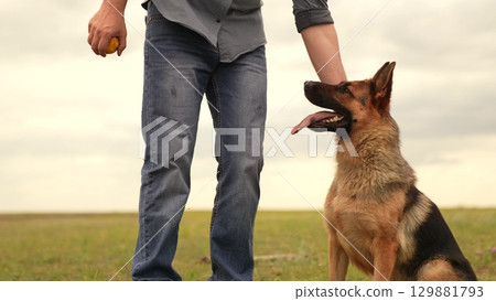 Dog teamwork and obedience, Happy German Shepherd on lawn, Patient pet looks at owner, Person and pet interaction, Fluffy German Shepherd outdoors, Training command in action, Man walks with loyal dog Dog teamwork and obedience, Happy German Shepherd on lawn, Patient pet looks at owner, Person and pet interaction, Fluffy German Shepherd outdoors, Training command in action, Man walks with loyal dog 129881793
