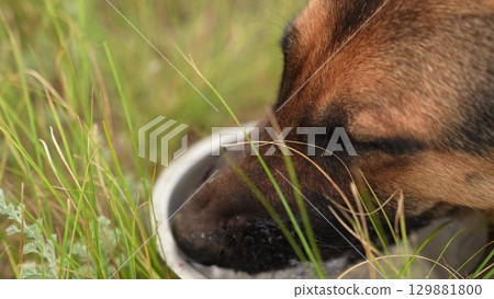 Quenching thirst on a hot day, Hand pouring water for a German Shepherd, Fresh hydration outdoors, Loyal dog enjoying a bowl of water, Close-up of drinking dog, Stay hydrated in nature, Water splash 129881800