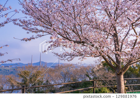 <Nagasaki Prefecture> Springtime cherry blossoms in full bloom at Nishiumi Hills <Nagasaki Prefecture> Springtime cherry blossoms in full bloom at Nishiumi Hills 129881976