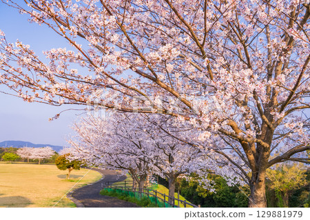 <Nagasaki Prefecture> Springtime cherry blossoms in full bloom at Nishiumi Hills <Nagasaki Prefecture> Springtime cherry blossoms in full bloom at Nishiumi Hills 129881979