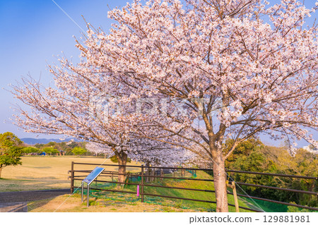 <Nagasaki Prefecture> Springtime cherry blossoms in full bloom at Nishiumi Hills <Nagasaki Prefecture> Springtime cherry blossoms in full bloom at Nishiumi Hills 129881981