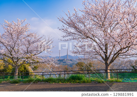 <Nagasaki Prefecture> Springtime cherry blossoms in full bloom at Nishiumi Hills 129881991