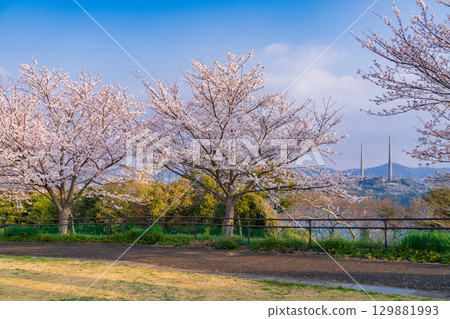 <Nagasaki Prefecture> Springtime cherry blossoms in full bloom at Nishiumi Hills 129881993