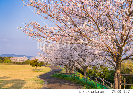 <Nagasaki Prefecture> Springtime cherry blossoms in full bloom at Nishiumi Hills <Nagasaki Prefecture> Springtime cherry blossoms in full bloom at Nishiumi Hills 129881997
