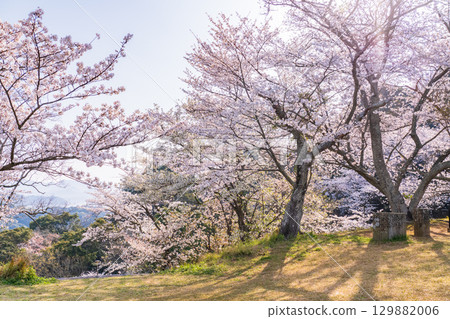 <Nagasaki Prefecture> Springtime cherry blossoms in full bloom at Nishiumi Hills 129882006