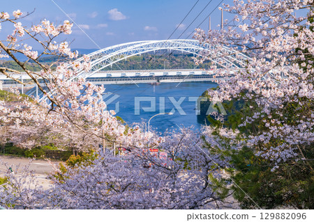 長崎縣:春天的新西海大橋和西海橋公園的櫻花 長崎縣:春天的新西海大橋和西海橋公園的櫻花 129882096