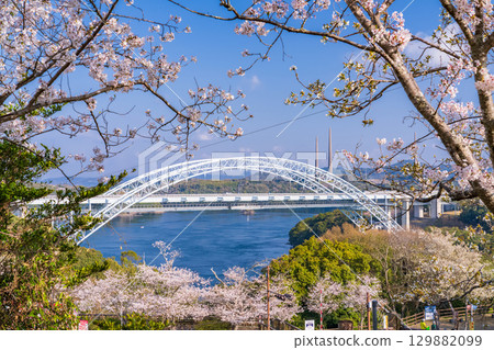 長崎縣：春天的新西海大橋和西海橋公園的櫻花 129882099