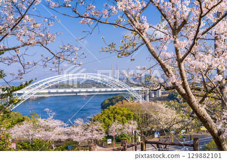 長崎縣：春天的新西海大橋和西海橋公園的櫻花 129882101