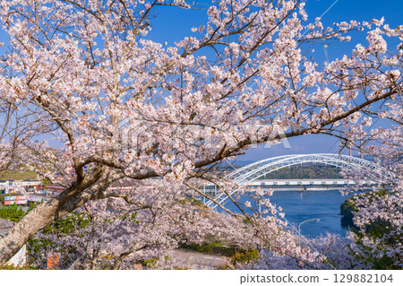 長崎縣：春天的新西海大橋和西海橋公園的櫻花 129882104
