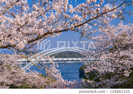 Nagasaki Prefecture: New Saikai Bridge and cherry blossoms at Saikaibashi Park in spring 129882105