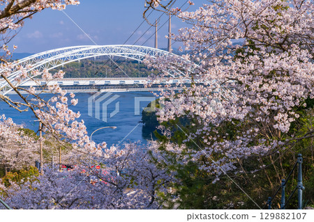 Nagasaki Prefecture: New Saikai Bridge and cherry blossoms at Saikaibashi Park in spring 129882107