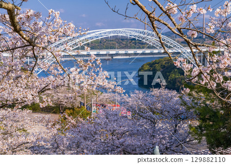 Nagasaki Prefecture: New Saikai Bridge and cherry blossoms at Saikaibashi Park in spring 129882110
