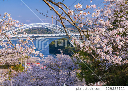 長崎縣：春天的新西海大橋和西海橋公園的櫻花 129882111