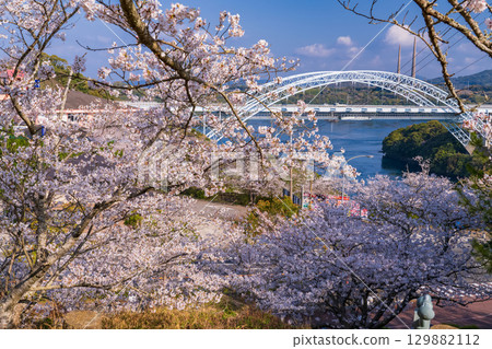 Nagasaki Prefecture: New Saikai Bridge and cherry blossoms at Saikaibashi Park in spring 129882112