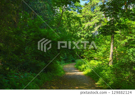 Torikawa Valley Green Space, a walking trail through the forest 129882124