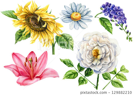 Collection watercolor flowers sunflower daisy rose lily lilac with green leaves botanical floral illustration for design, card 129882210