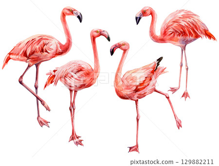 Set pink flamingos standing in different poses watercolor exotic tropical birds illustration for wildlife and summer decor 129882211