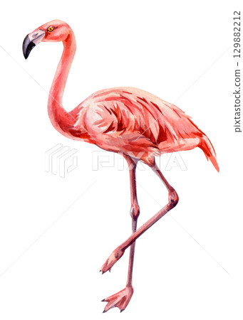 Pink bird, Summer flamingo isolated watercolor exotic tropical wildlife illustration for design, poster, card Pink bird, Summer flamingo isolated watercolor exotic tropical wildlife illustration for design, poster, card 129882212
