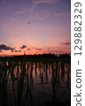 Shallow depth of field image of young rice plants in water at sunset. The sky glows in soft purples and oranges, creating a tranquil and moody rural scene. 129882329