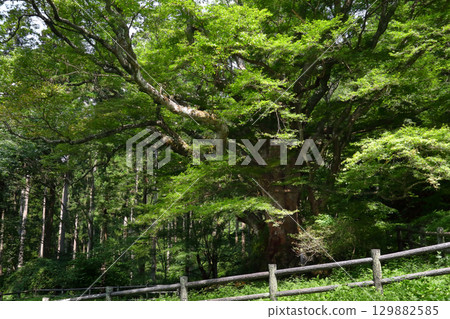浪漫的茨城(樹齡550年的猿居櫸樹曾是山路上的標誌。)常陸太田市 浪漫的茨城(樹齡550年的猿居櫸樹曾是山路上的標誌。)常陸太田市 129882585