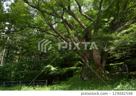 Romantic Ibaraki (Sarukui no Zelkova, where clear water springs from nearby and was once a resting place on the mountain trail) Hitachiota City Romantic Ibaraki (Sarukui no Zelkova, where clear water springs from nearby and was once a resting place on the mountain trail) Hitachiota City 129882586