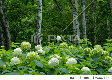 Large Annabelle flowers and birch forest 129882618
