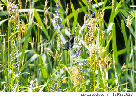 一隻燕尾蝶在水邊的花叢中飛舞 129882628