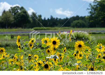 一小片向日葵田和北海道的夏日天空 129882629