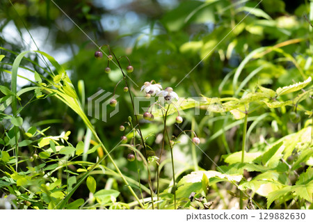 森林仙女蝦 森林仙女蝦 129882630