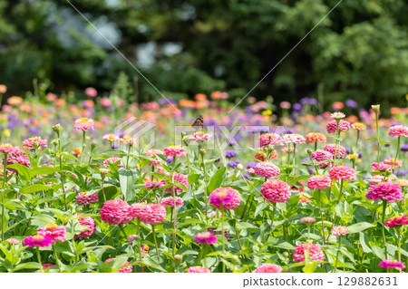 夏日花田裡蝴蝶飛舞 129882631