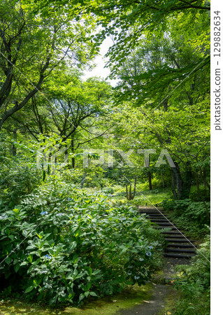 從公園進入茂密的森林 從公園進入茂密的森林 129882634