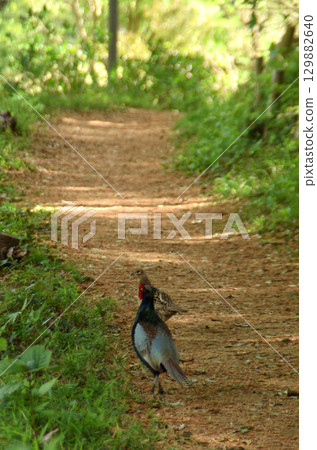 The footsteps of two birds nestled together in spring 129882640