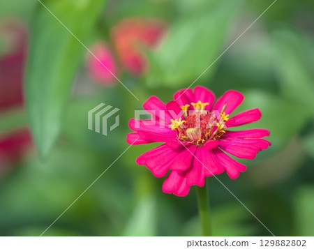 Red cereal grass flowers Red cereal grass flowers 129882802