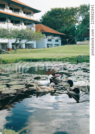 Duck Rally 129882841