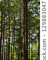 Trees in the forest 129883047