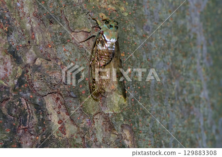 Min min cicada 129883308