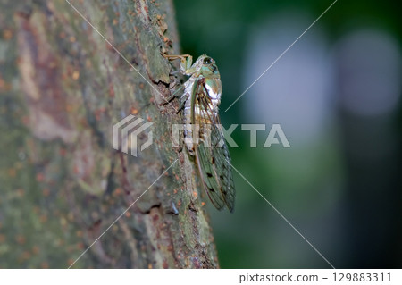 Min min cicada 129883311